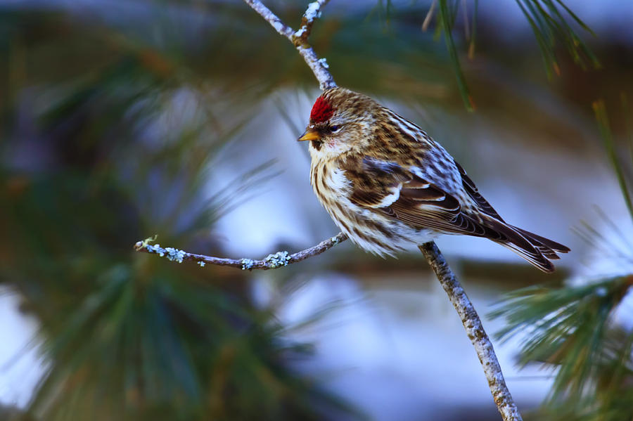 Common Redpoll - Female Photograph by Gary Hall