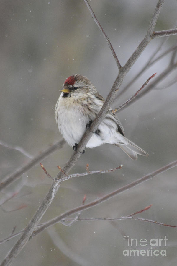 Common Redpoll Photograph by Forest Floor Photography