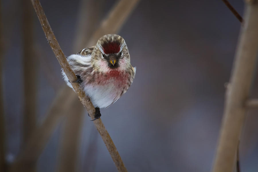 Common Redpoll Photograph by Gary Hall