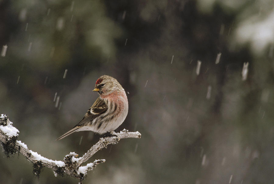 Common Redpoll Male In Breeding Plumage Photograph by Michael Quinton
