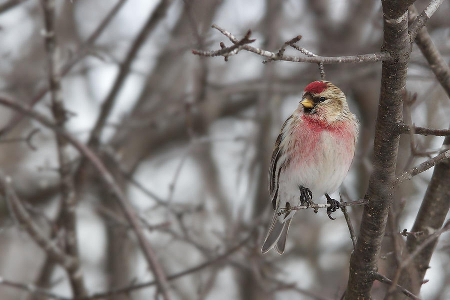 Common redpoll - Sizerin flamme - Acanthis flammea Photograph by Nature and Wildlife Photography