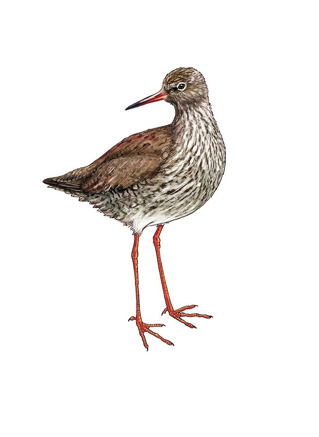 Common Redshank Photograph by Luis Montanya/marta Montanya/science Photo Library