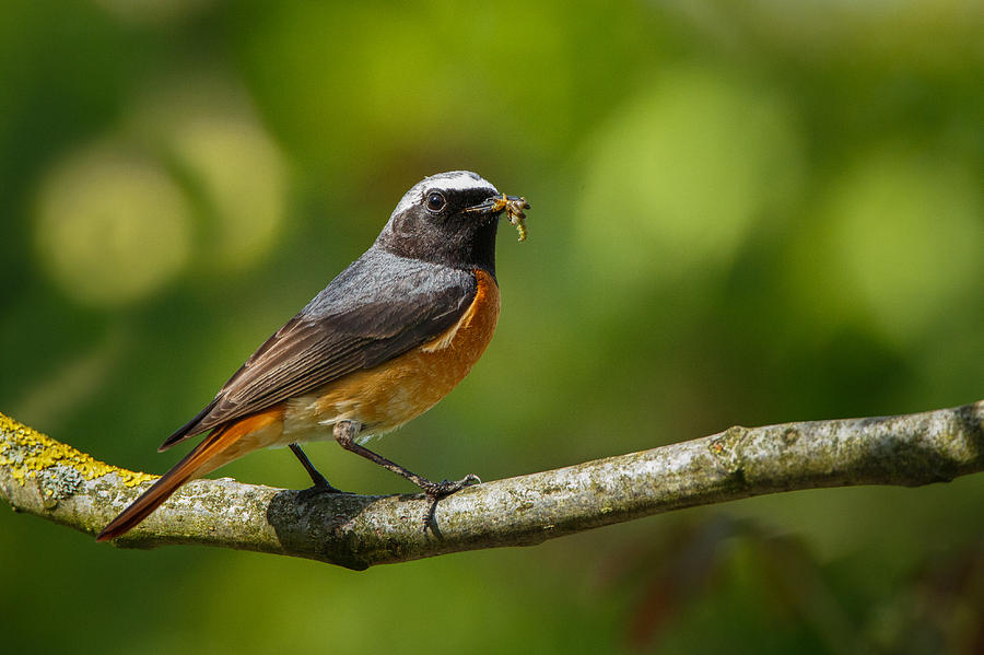 Common Redstart With Grubs Photograph