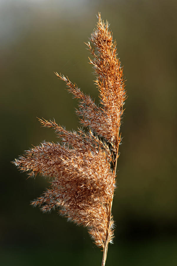 Common Reed Seed Head Photograph by Rod Johnson
