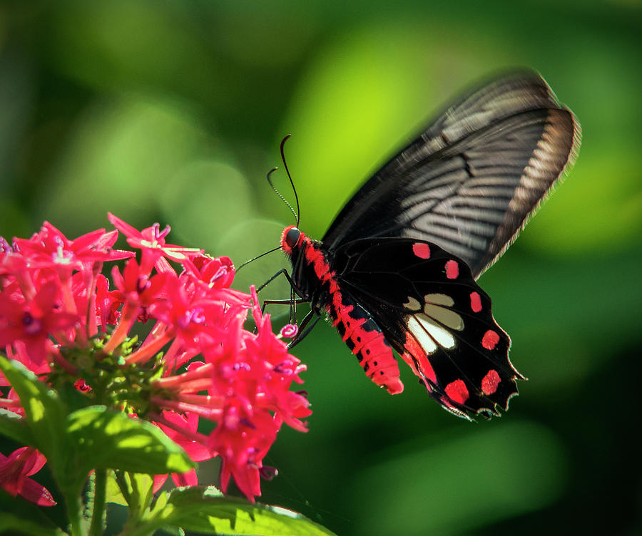 Common Rose Butterfly Feeding On Pentas Photograph by Lasting Image By Pedro Lastra