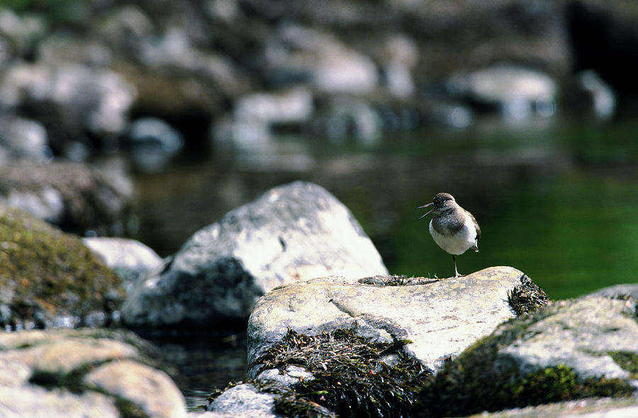 Nature Photograph - Common Sandpiper by Leslie J Borg/science Photo Library