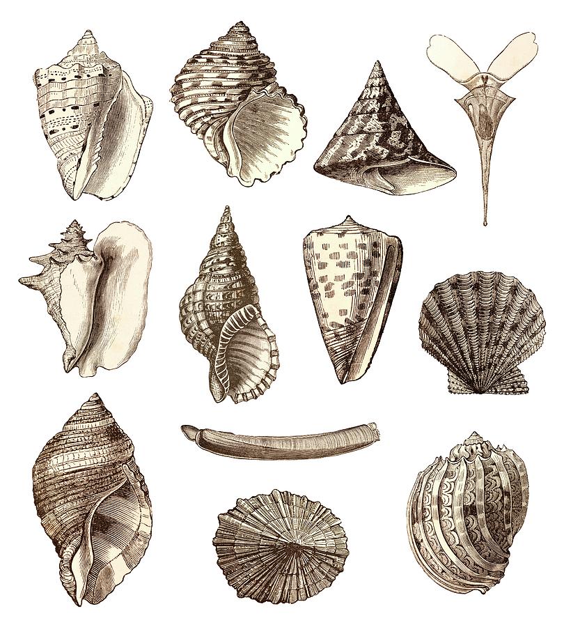 Common Sea Shells by David Parker/science Photo Library
