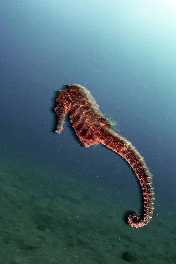 Common Seahorse Photograph by Ethan Daniels