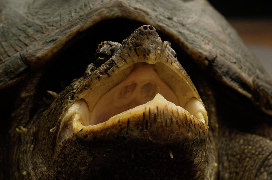 Alligator Snapping Turtles Lure Prey With Wriggling Worm-like