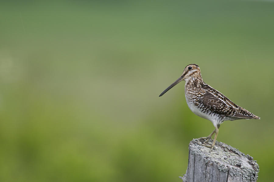 Common Snipe Photograph by Rawimage Photography - Fine Art America