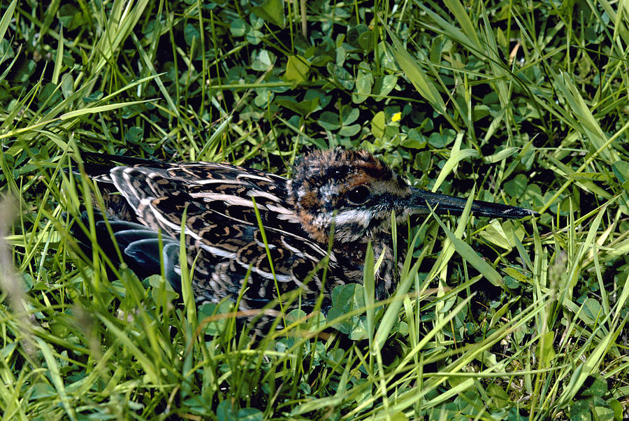 Common Snipe Photograph by Robert J. Erwin