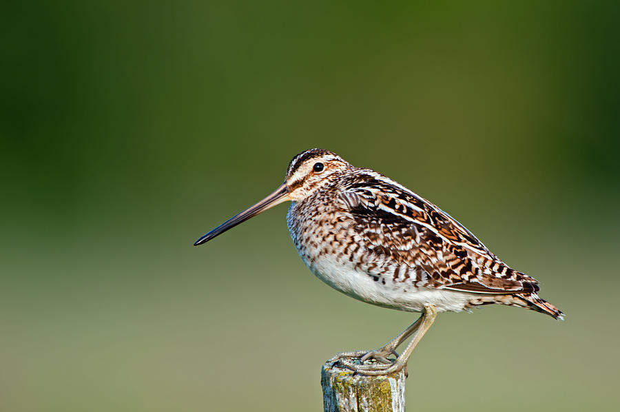 Common Snipe Photograph by Torbjorn Swenelius