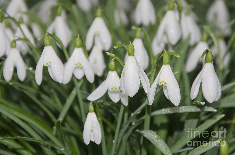 Nature Photograph - Common Snowdrop by Steev Stamford