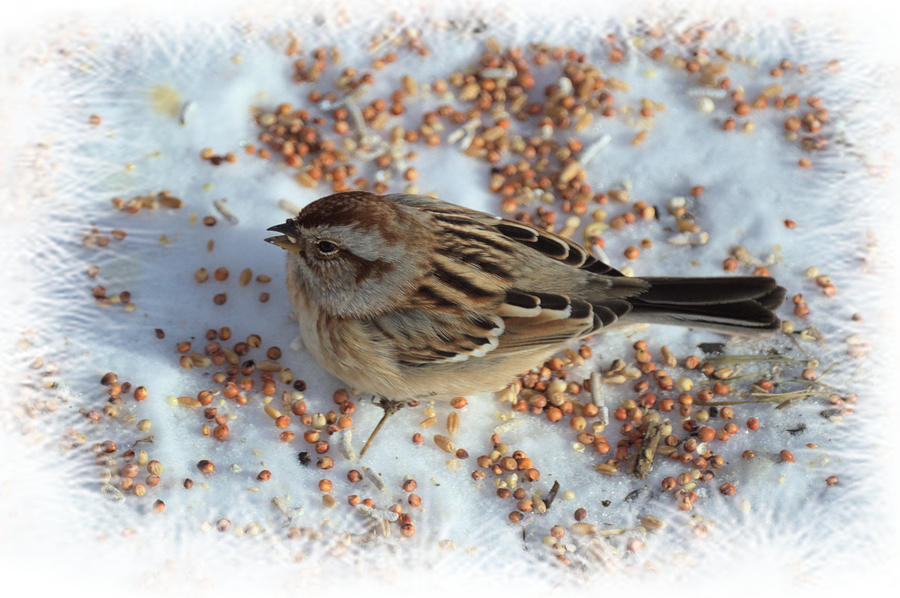 Common Sparrow Photograph by Bonfire Photography