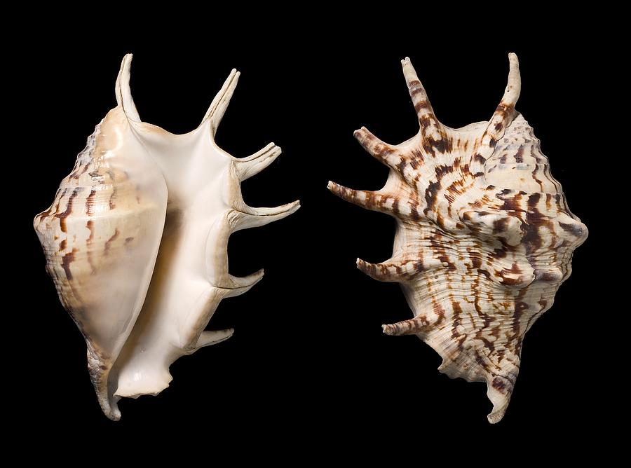 Common Spider Conch Shells Photograph By Science Photo Library Fine