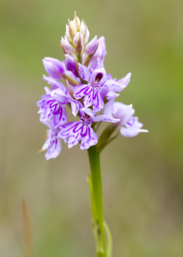 Common Spotted Orchid Photograph by Chris Smith