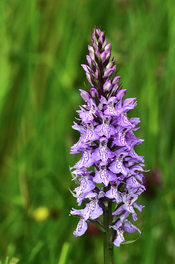 Common Spotted Orchid Photograph by Colin Varndell/science Photo ...