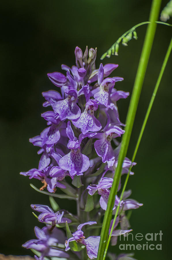 Common Spotted Orchid Photograph