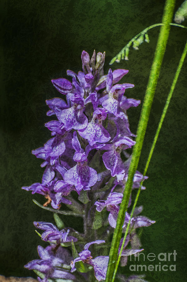 Common Spotted Orchid Textured Photograph by Steve Purnell