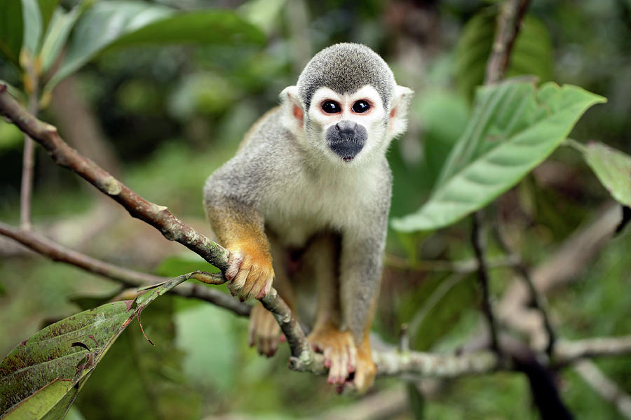 Common Squirrel Monkey Photograph by Dr Morley Read/science Photo ...