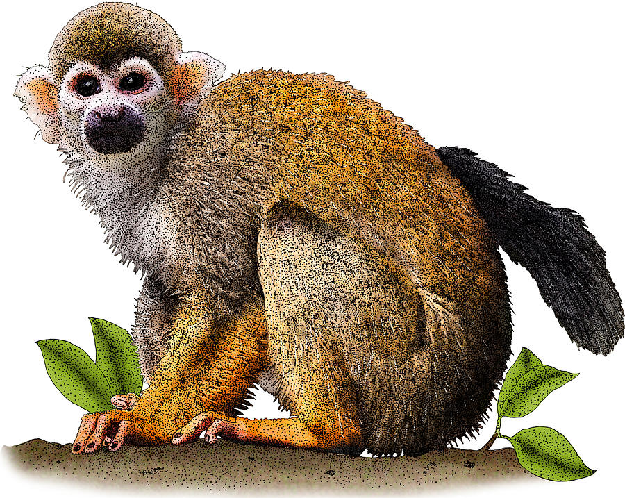 Common Squirrel Monkey, Illustration Photograph by Roger Hall