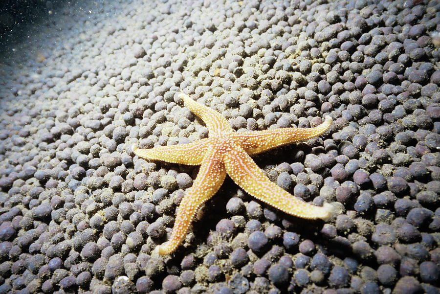 Common Starfish Photograph By Lionel Tim And Alistairscience Photo