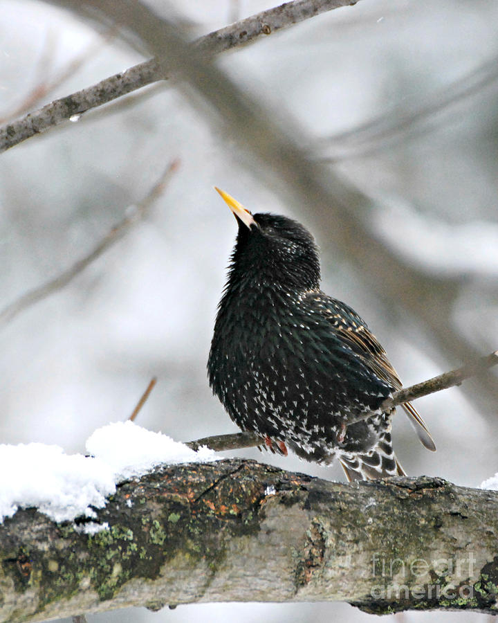 Common Starling Photograph by Lila Fisher-Wenzel