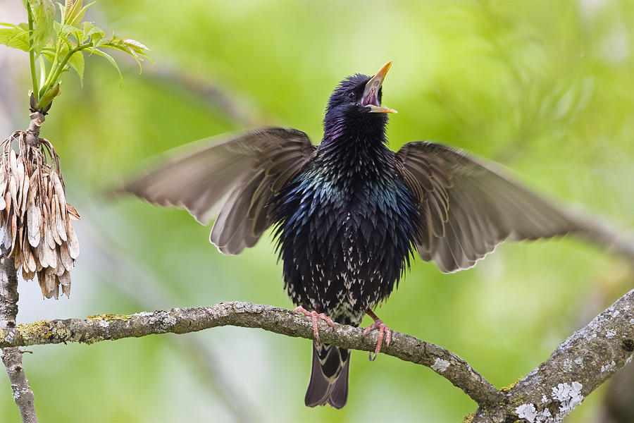 Common Starling Singing Bavaria Photograph by Konrad Wothe