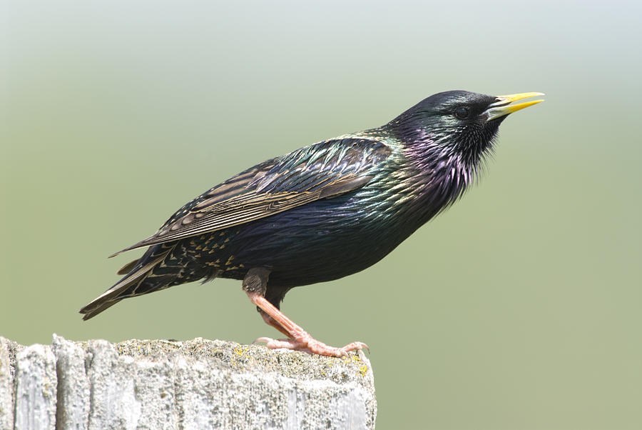 Common Starling Singing Photograph by Steve Gettle