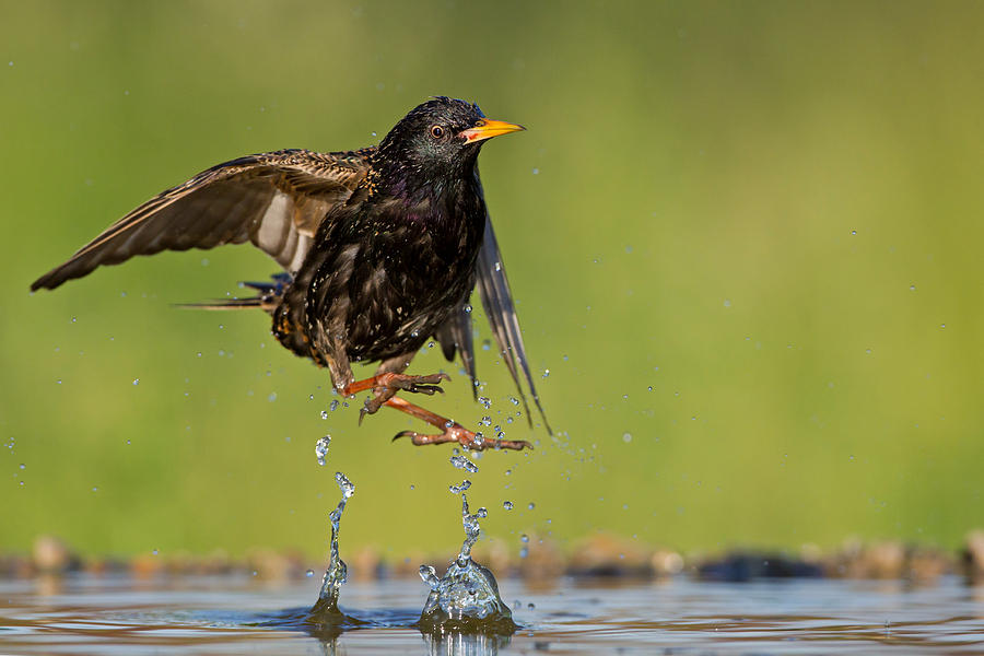 Common Starling Taking Flight From Pond Photograph by Mathias Schaef