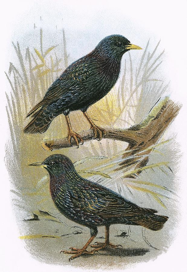 Bird Photograph - Common Starling Top And Intermediate Starling Bottom by English School