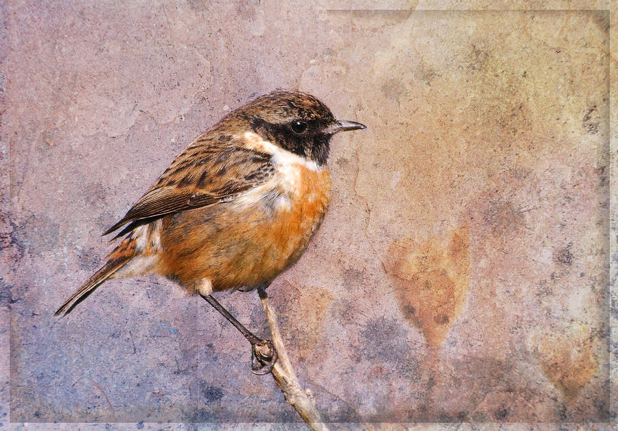 Common Stonechat Saxicola torquata Photograph by Perry Van Munster