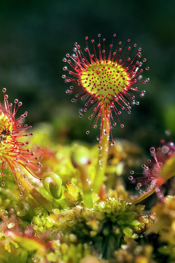 Sundew Flower