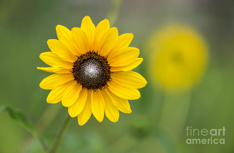 Common Sunflower 4 Photograph