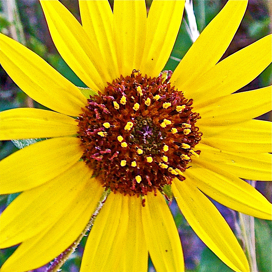 Common Sunflower at Cedar Pass in  Badlands National Park-South Dakota Photograph by Ruth Hager
