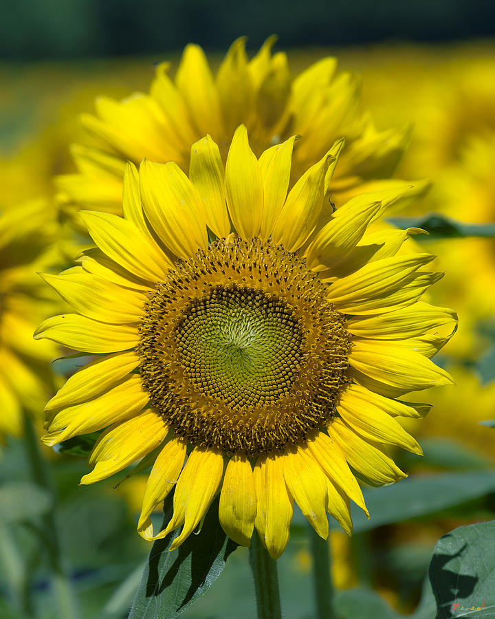 Common Sunflower DSMF207 Photograph by Gerry Gantt