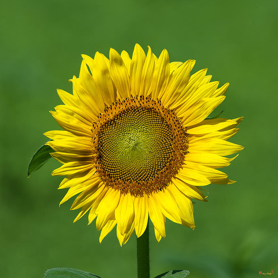 Common Sunflower DSMF209 Photograph by Gerry Gantt
