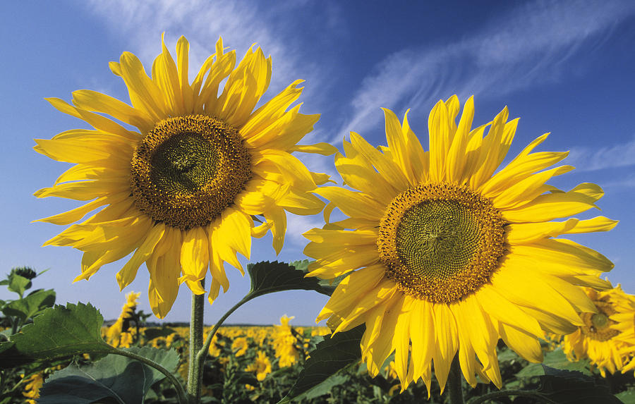 Common Sunflower Field Photograph by Ingo Arndt Common Sunflower Field Photograph by Ingo Arndt