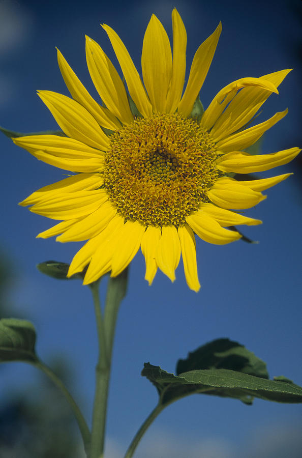 Common Sunflower Flower New Mexico Photograph by Tim Fitzharris