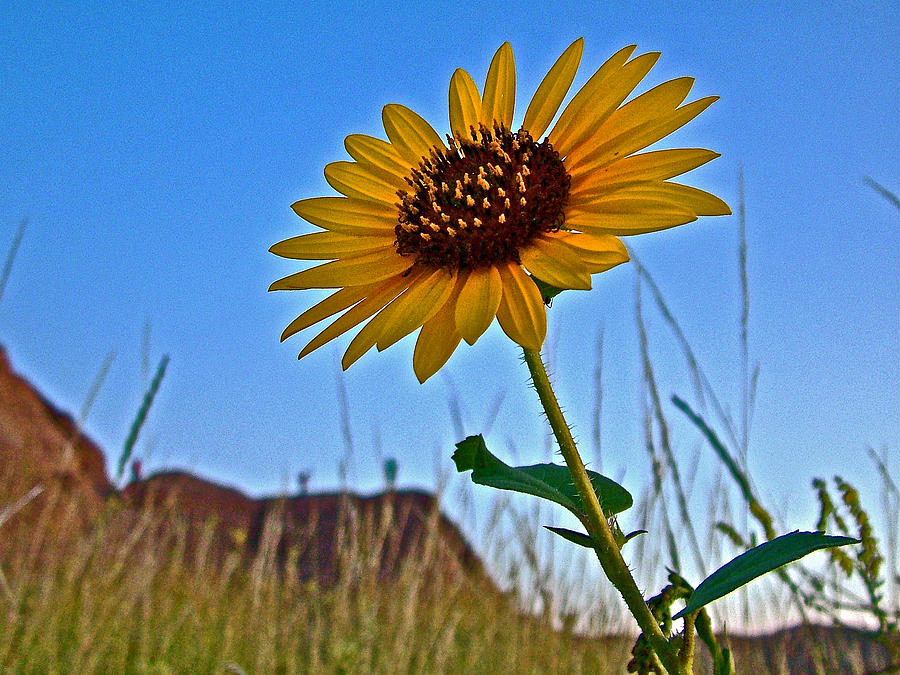 Common Sunflower in Badlands National Park-South Dakota Photograph by Ruth Hager