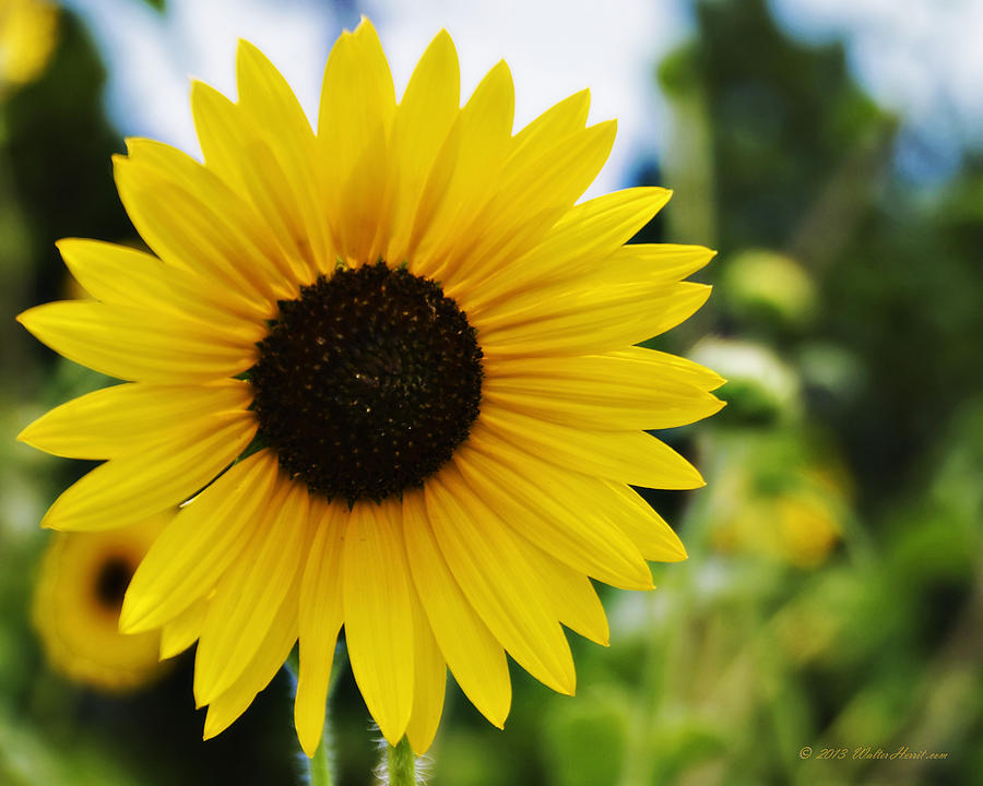 Common sunflower Photograph by Walter Herrit - Fine Art America