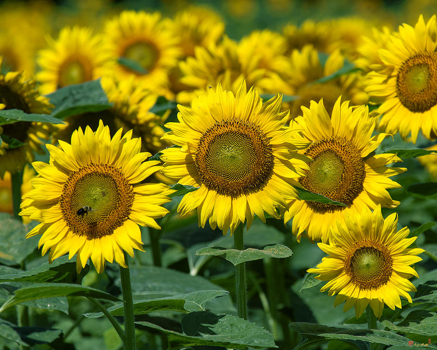 Common Sunflowers DSMF205 Photograph by Gerry Gantt