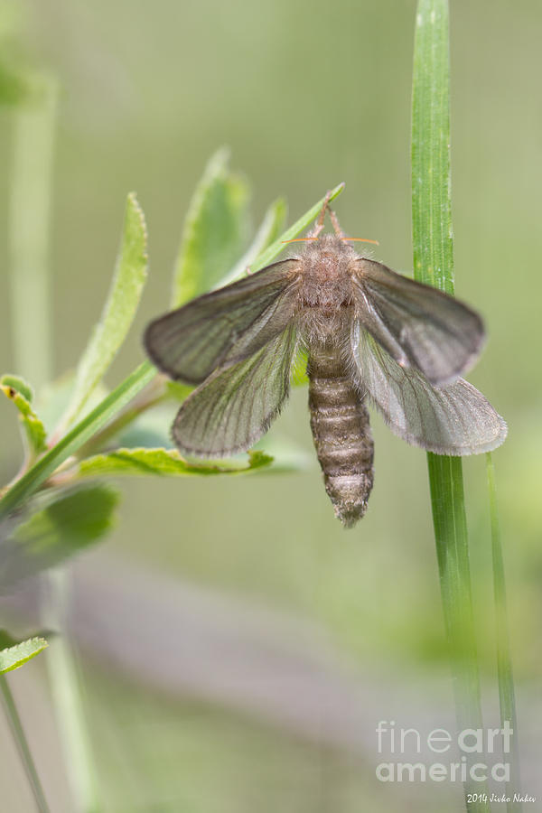 Common swift moth Photograph by Jivko Nakev