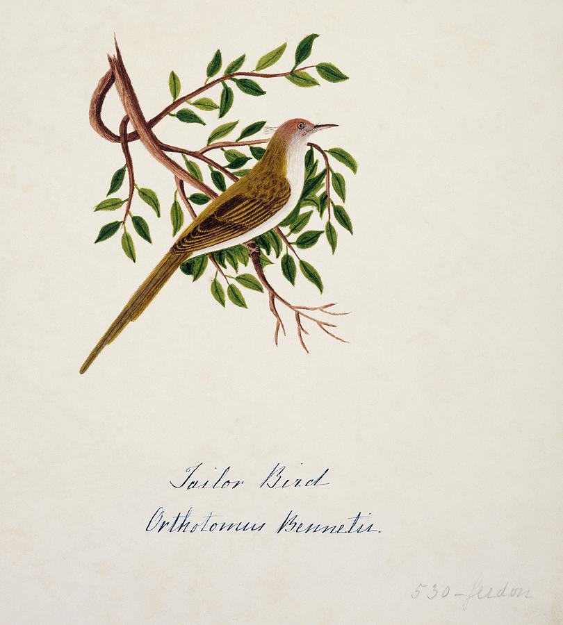 Common Tailorbird Photograph by Natural History Museum, London/science Photo Library