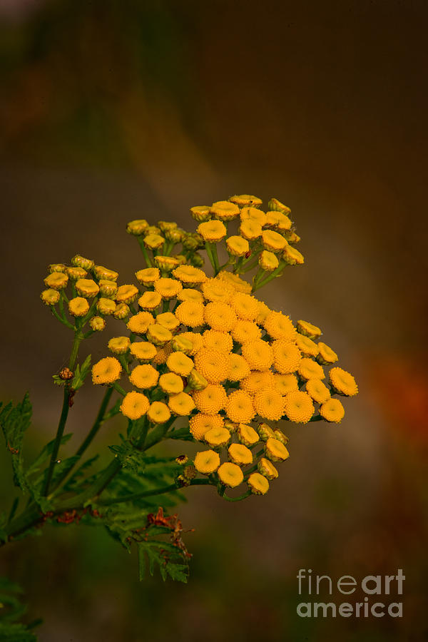 Common Tansy by Michael Cummings Common Tansy by Michael Cummings