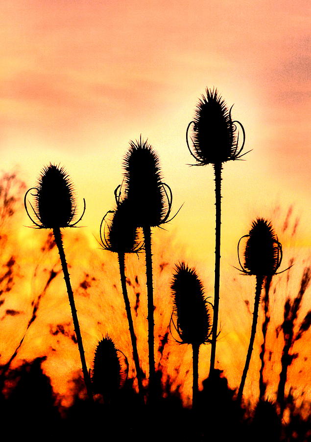 Sunset Photograph - Common Teasle Sunset Silhouettes by Angel One