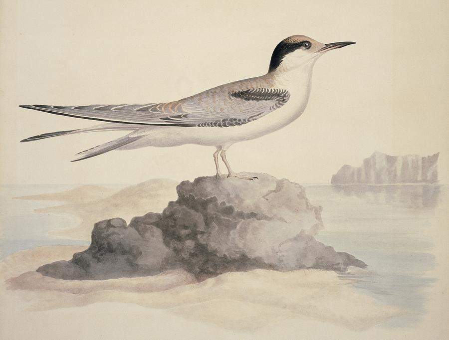 Nature Photograph - Common tern, 19th century artwork by Science Photo Library