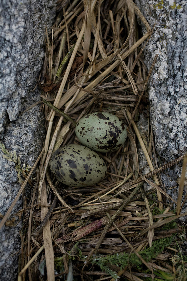 tern eggs