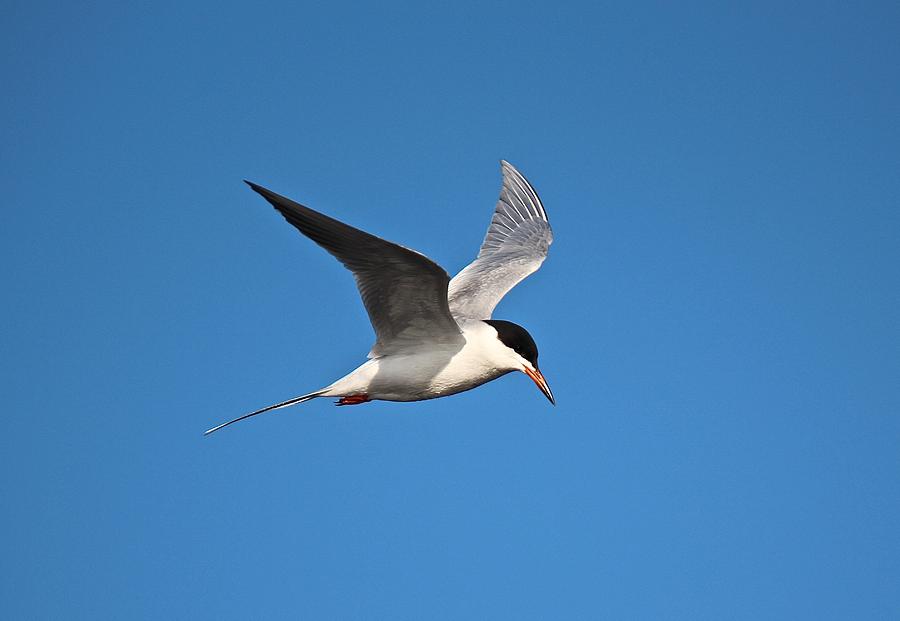 Common Tern Fishing Photograph by John Dart