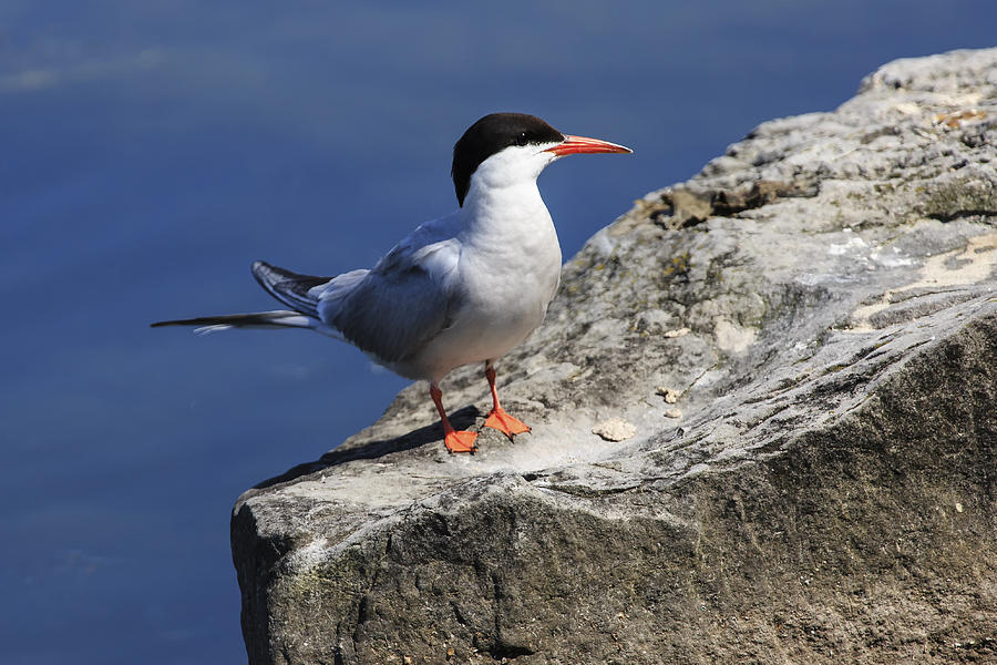 Common Tern Photograph by Gary Hall